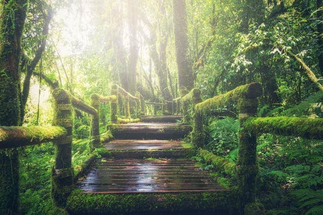 Green bridge by Pexels